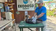 Söke’de tesadüfen bulundu: Doğanın nadir misafiri emin ellerde