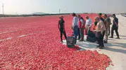 Saruhanlı’nın kırmızı altını dünyaya açılıyor: 1.500 tonluk dev ihracat başarısı