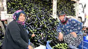 Selin vurduğu tarlada yüzleri güldüren dönüşüm: Üreticiye can suyu oldu