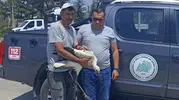 Doğanın sessiz çığlığına duyarsız kalmadılar: Yaralı leylek emin ellerde