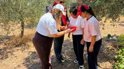 Manisa'da hasat nöbeti: Zararlılarla mücadelede kritik takip dönemi