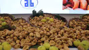 Aydın’da kuru incir sezonu açıldı: İlk hasat 850 TL’den borsada yerini aldı