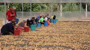 Aydın incirinde haksız rekabet alarmı: Üretici devletten denetim bekliyor