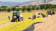 Buldanlı üreticiden Ankara'ya acil çağrı: Üzüm piyasasında oyun bozulmalı