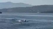Bodrum'un mavi sularında beklenmedik misafirler: Tatilcilerin yunus keyfi