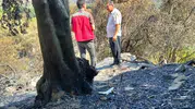 Muğla’da küllerin altındaki yaşam mücadelesi: Üreticinin zararı tek tek kayıt altına alınıyor