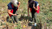 Afyonkarahisar'da patates tarlalarında kritik denetim mesaisi