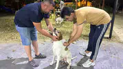 Sarıgöl'de avcılar harekete geçti: Dostlarımıza kuduz kalkanı