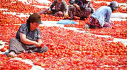 Torbalı tarlalarında kırmızı altın bereketi: Emekçiler dünya sofraları için ter döküyor