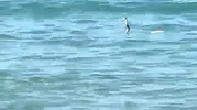 Çeşme’de Deniz Keyfi Yılana Takıldı: Sığ Suda Yüzen Sürüngen Tatilcileri İkiye Böldü