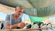 İzmirli balıkçılardan "Vira Bismillah" provası: Denizlerde büyük beklenti