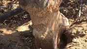 Sarıgöl'de Zeytin ve İnciri Tehdit Eden Fare İstilasına Zehirli Önlem