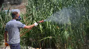 Kuşadası’nda yaz mesaisi: Haşerelere karşı 7/24 koruma kalkanı