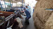 Aydınlı üreticiler için kritik süreç başladı: Büyükbaş hayvanlarda aşı seferberliği