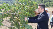 Manisa'da hasat heyecanı: Selendi fıstığı tescil yolunda
