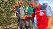 Manisa zeytin bahçelerinde büyük mesai: 2026 rekoltesi için geri sayım başladı