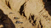 Didim sahillerinde duygulandıran veda: 82 minik Caretta caretta mavi sularla buluştu