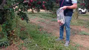 Çivril elmasında laboratuvar mesaisi: Sağlıklı ürün için numuneler toplandı