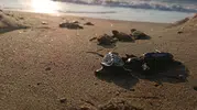 Selin vurduğu kumsalda mucizevi yaşam: 67 yavru caretta caretta denizle buluştu