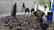 Muğla ekonomisinin lokomotifleri dünya pazarında hız kesmiyor