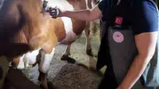 Afyonkarahisar'da hayvancılığı koruma seferberliği: Şap hastalığına karşı sıkı önlem