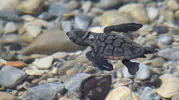 Aydın sahillerinde yaşam mücadelesi: 214 minik caretta mavi sularla buluştu