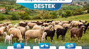 Denizli'de küçükbaş üreticisine milyonluk destek: Hesaplara yattı
