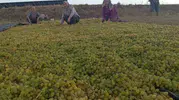 Sarıgöl'de fiyat belirsizliği üreticiyi kurutma tezgahına yöneltti