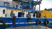 Didim denizlerinde hamsi mesaisi: Ekipler denetimlerini sıkılaştırdı