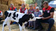 Muğla’da buzağı ölümlerine karşı seferberlik: İlk 24 saat hayat kurtarıyor