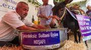 Asırlık deyimi çürüten inat: Hoşnut isimli eşek festivalde hoşaf içti