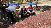 Denizli’nin bereketli topraklarında hasat vakti: Antep fıstığında yüzler gülüyor
