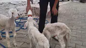 Biberonla gelen mutluluk: Üçüz kuzulara adeta bebek gibi bakıyor