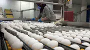 Afyonkarahisar’da yumurta üreticisinin gözü kulağı Tahıl Koridoru’ndan gelecek haberlerde