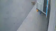 Afyonkarahisar'da vicdansızlık kamerada: Köpeğe çarpıp arkasına bile bakmadı
