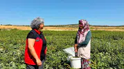 İhsaniye’de Turşuluk Salatalık Mesaisi: Kadın Üreticilerden Tarım Ekiplerine Tam Not
