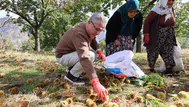 Nazilli’nin kestane üreticisine Başkan Tetik’ten kalkınma sözü