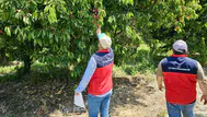 Afyonkarahisar'da dolu kabusu: Çiftçinin yaralarını sarmak için sahaya indiler