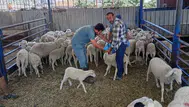 Köşk’te hayvan sağlığı için seferberlik: Kavurucu sıcağa rağmen dur durak bilmiyorlar