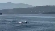 Bodrum'un mavi sularında beklenmedik misafirler: Tatilcilerin yunus keyfi