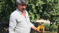 Muğla’da çiftçinin hasadı güvence altında: Kimyasal ilaca veda dönemi