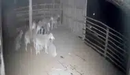 Denizli'de gece yarısı korku dolu anlar: Ağılın kapısına dayanan kurtlar kamerada