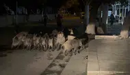 Bodrum'da şaşkına çeviren anlar: Yaban domuzları pazar yerine daldı