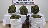 Tire’de jandarmadan zehir tacirlerine geçit yok: 54 kilo esrar ele geçirildi