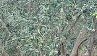 Sarayköy’ün bereketli topraklarında tarımsal mesai: Ekipler tarlaları karış karış denetliyor