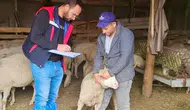 Afyonkarahisar'da hayvancılıkta verimlilik denetimi: Sürdürülebilir Koyun Projesi mercek altında
