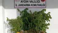 İncirliova’da zehir tacirlerine jandarma darbesi: Evinden uyuşturucu tarlası çıktı