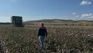 Aliağa’da tarlalarda hareketli günler: Beyaz altın bereketi başladı