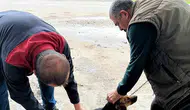 Ortaca’da can dostlar için kritik hamle: Kuduz riskine karşı kalkan oluşturuldu