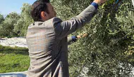 Kuyucak’ta zeytin bereketi: Kaymakam Gülderen üreticinin yanında